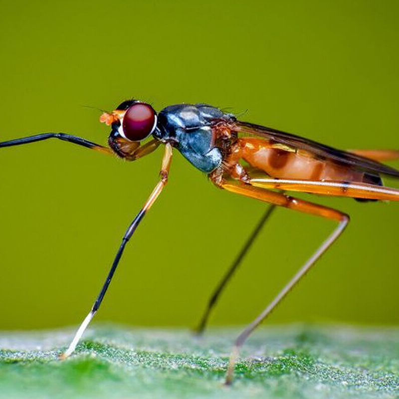 Reliable Pest Solutions