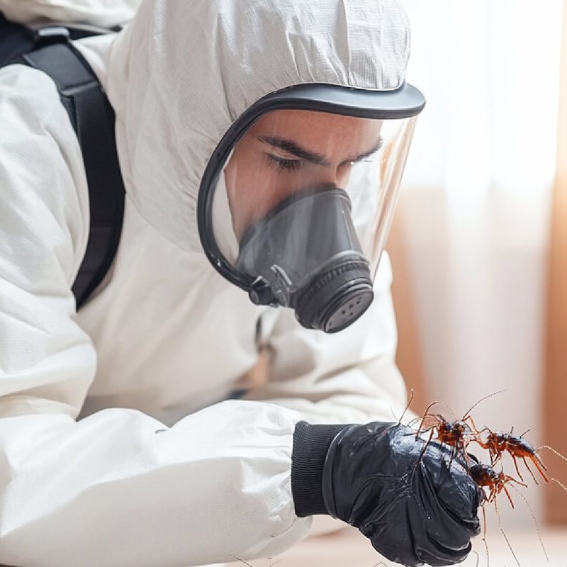 Bed Bug Elimination